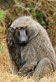 PRM 06 GL0003 01
Olive Baboon Sitting In Dry Grass