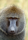 PRM 06 GL0006 01
Head Shot Of Olive Baboon