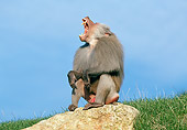 PRM 06 GL0008 01
Hamadryas Sitting On Rock Howling