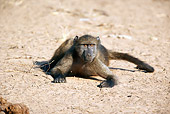 PRM 06 HP0002 01
Chacma Baboon Foraging For Food On Sand Mkuze Game Reserve, South Africa