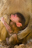 PRM 06 JZ0001 01
Close-Up Of Newborn Yellow Baboon Sitting With Mother Kenya