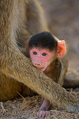 PRM 06 JZ0002 01
Close-Up Of Newborn Yellow Baboon Sitting With Mother Kenya