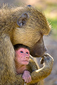 PRM 06 JZ0003 01
Head Shot Of Mother Yellow Baboon Holding Newborn Baby Kenya