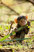 PRM 06 MC0001 01
Portrait Of Young Olive Baboon Chewing On Plant Kenya