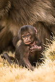 PRM 06 MC0002 01
Portrait Of Young Gelada Baboon Sitting On Dry Grass Ethiopia