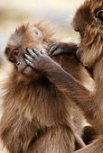 PRM 06 MC0003 01
Gelada Baboons Grooming One Another Ethiopia