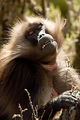 PRM 06 MC0004 01
Portrait Of Gelada Baboon Ethiopia