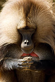 PRM 06 MC0005 01
Portrait Of Gelada Baboon Ethiopia