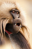 PRM 06 MC0006 01
Portrait Of Gelada Baboon Ethiopia