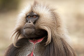 PRM 06 MC0007 01
Head Shot Of Gelada Baboon Ethiopia