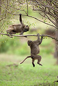 PRM 06 MC0009 01
Olive Baboon Juveniles Playing On Tree Branches Kenya