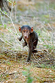 PRM 06 MC0011 01
Portrait Of Olive Baboon Baby Climbing On Twigs Kenya