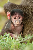 PRM 06 MC0012 01
Portrait Of Olive Baboon Baby With Mother Kenya