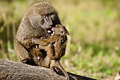 PRM 06 MC0013 01
Olive Baboon Mother Sitting On Log Holding Baby Kenya