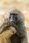 PRM 06 MC0014 01
Portrait Of Olive Baboon Eating Doum Palm Fruit Kenya