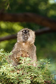 PRM 06 MC0015 01
Olive Baboon Family Sitting In Tree Samburu Game Reserve, Kenya