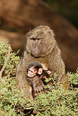 PRM 06 MC0016 01
Olive Baboon Family Sitting In Tree Samburu Game Reserve, Kenya