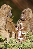 PRM 06 MC0017 01
Olive Baboon Family Sitting In Tree Samburu Game Reserve, Kenya