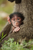 PRM 06 MC0018 01
Olive Baboon Mother Holding Baby Samburu Game Reserve, Kenya