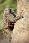 PRM 06 MC0019 01
Olive Baboon Climbing Tree With Young Samburu Game Reserve, Kenya