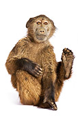 PRM 06 MH0001 01
Close Up Of Young Chacma Baboon Sitting In Studio