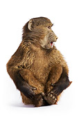 PRM 06 MH0002 01
Close Up Of Young Chacma Baboon Sitting And Looking To Side In Studio