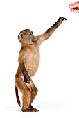 PRM 06 MH0003 01
Close Up Of Young Chacma Baboon Standing And Reaching Out Hand In Studio