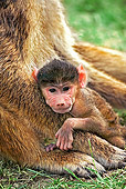 PRM 06 MH0006 01
Close Up Of Baby Yellow Baboon Laying On Adult Baboon