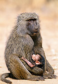 PRM 06 MH0012 01
Mother And Baby Chacma Baboon Sitting On Savanna