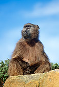 PRM 06 MH0013 01
Chacma Baboon Sitting On Rock On Savanna
