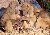 PRM 06 MH0014 01
Three Chacma Baboons Sitting On Savanna With Baby