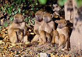 PRM 06 MH0015 01
Four Juvenile Chacma Baboons Sitting On Savanna