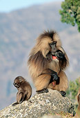 PRM 06 MH0016 01
Adult And Baby Gelada Baboons Sitting On Rock On Savanna