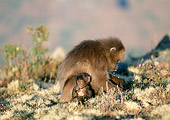 PRM 06 MH0017 01
Mother And Baby Gelada Baboons Sitting On Savanna