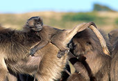 PRM 06 MH0018 01
Close-Up Of Baby Gelada Baboon Sitting Riding On Back Of Mother On Savanna