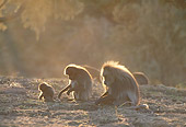 PRM 06 MH0019 01
Two Adult Gelada Baboons And Baby Sitting On Savanna At Dusk Profile