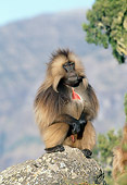 PRM 06 MH0020 01
Gelada Baboon Sitting On Rock On Savanna