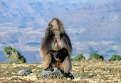 PRM 06 MH0021 01
Gelada Baboon Sitting On Rock On Savanna