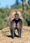 PRM 06 MH0022 01
Gelada Baboon Standing On Savanna