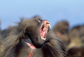 PRM 06 MH0023 01
Close-Up Of Gelada Baboon Sitting On Savanna Yawning