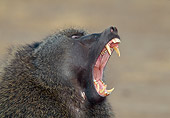PRM 06 MH0024 01
Head Shot Of Olive Baboon On Savanna Yawning Profile