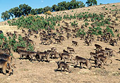PRM 06 MH0025 01
Colony Of Gelada Baboons Walking On Savanna