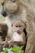 PRM 06 NE0006 01
Olive Baboon Mother And Baby Sitting In Amboseli National Park, Kenya