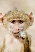 PRM 06 NE0007 01
Portrait Of Baby Olive Baboon Amboseli National Park, Kenya