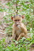 PRM 06 NE0008 01
Baby Olive Baboon Sitting In Grass Amboseli National Park, Kenya