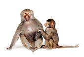 PRM 06 RK0028 24
Baby Baboon Playing With Adult On White Seamless