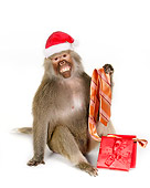 PRM 06 RK0062 01
Baboon Wearing Santa Hat Holding Tie From Present White Seamless
