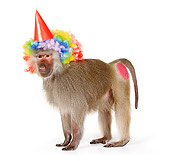 PRM 06 RK0065 01
Party Animal