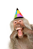 PRM 06 RK0069 01
Party Animal