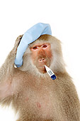 PRM 06 RK0072 01
Sick Baboon Holding Cold Pack On Head Thermometer In Mouth White Seamless